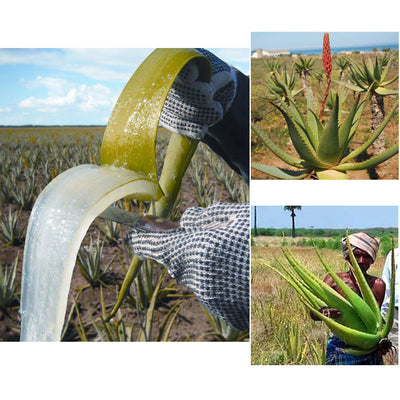 African Rosemary & Cloves Hot Oil